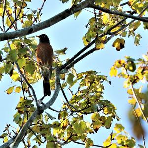 American Robin