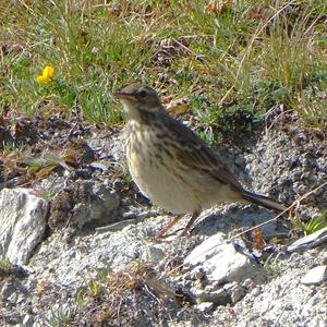 Wiesenpieper