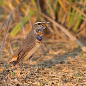 Blaukehlchen