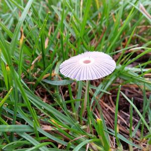 Little Japanese Umbrella