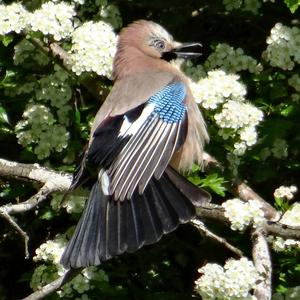 Eurasian Jay