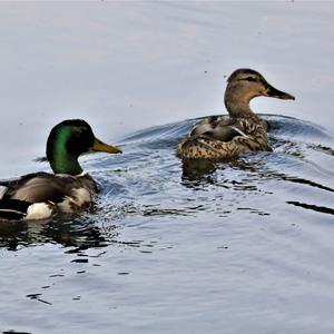 Mallard