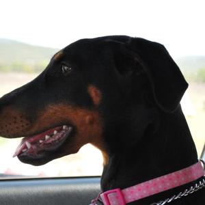 Doberman Pinscher