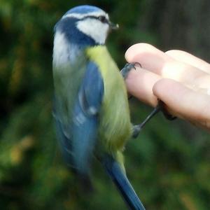 Blue Tit