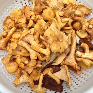 Chanterelle, Common