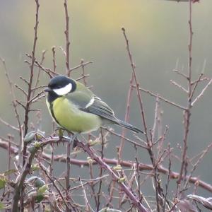 Great Tit