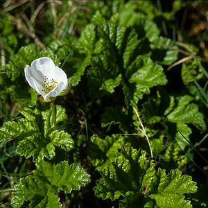 Cloudberry