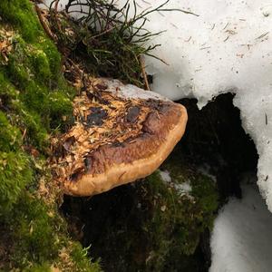 Red-belted Polypore