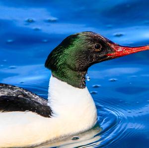 Common Merganser