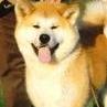 Akita Inu