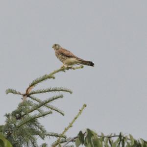 Common Kestrel