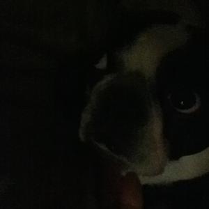 Boston Terrier