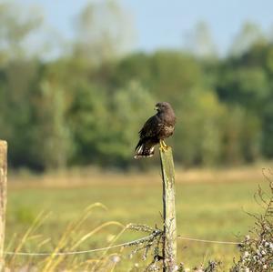 Common Buzzard