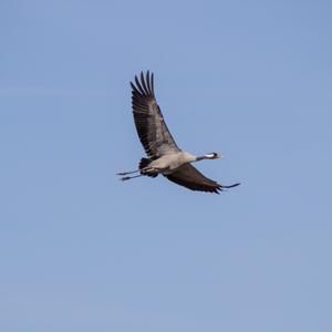 Common Crane