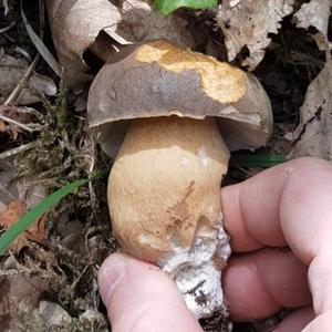 King Bolete