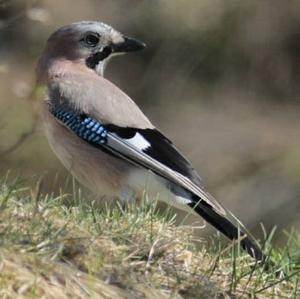 Eurasian Jay