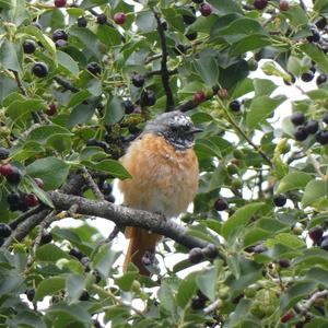 Common Redstart