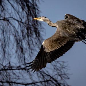 Grey Heron