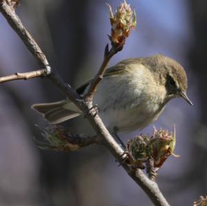 Common Chiffchaff