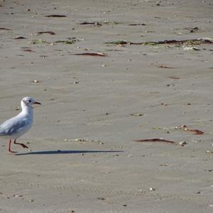 Black-headed Gull