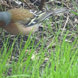 Eurasian Chaffinch