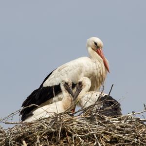 White Stork