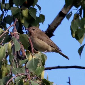 Garden Warbler