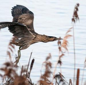 Great Bittern