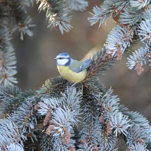 Blue Tit