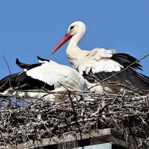 White Stork