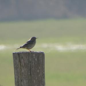 Meadow Pipit