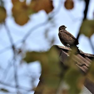 Common Buzzard