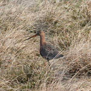 Black-tailed Godwit