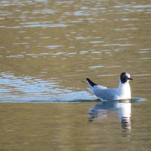 Black-headed Gull