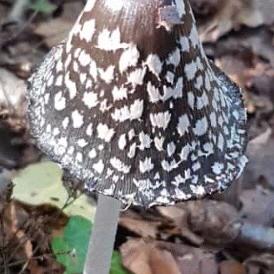 Magpie Ink-cap