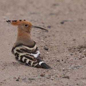 Eurasian Hoopoe