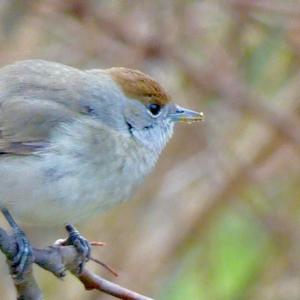 Blackcap