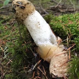 Stinkhorn, Common