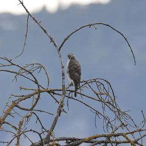 Northern Goshawk