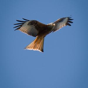 Red Kite