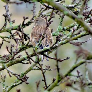 Eurasian Linnet