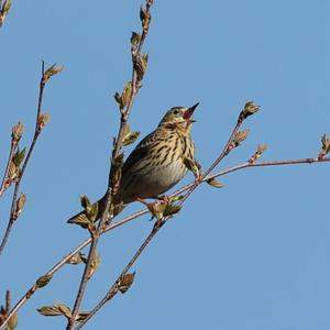 Tree Pipit