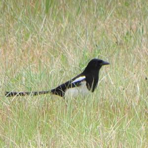 Black-billed Magpie