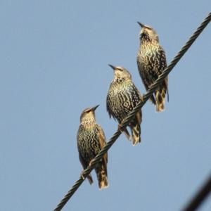 Common Starling