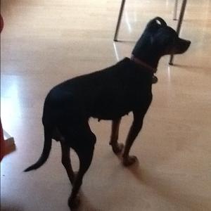 Miniature Pinscher