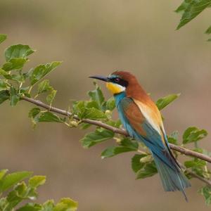 European Bee-eater