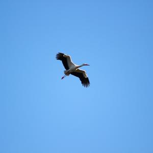 White Stork