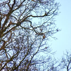 Eurasian Jay