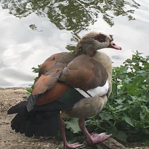 Egyptian Goose