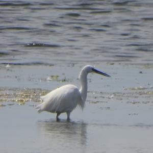 Great Egret